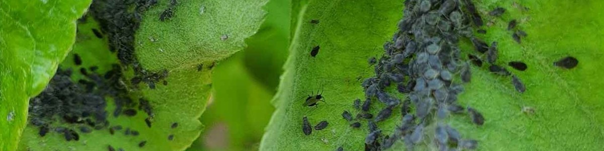 Optimiser les applications de produits de biocontrôle contre les pucerons en verger 