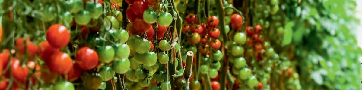 Improving the environmental impact of greenhouse tomato and cucumber production 