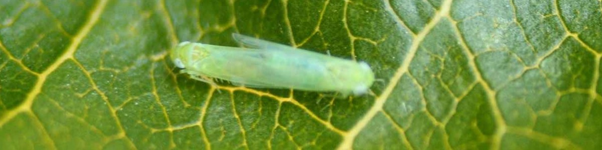 Cicadelles vertes : des essais pour préciser les moyens de protection 