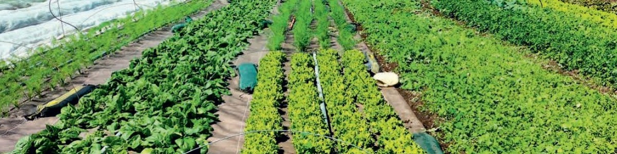 Analyse des décisionnels DEPHY de 2010 à 2024 pour la filière légumes 