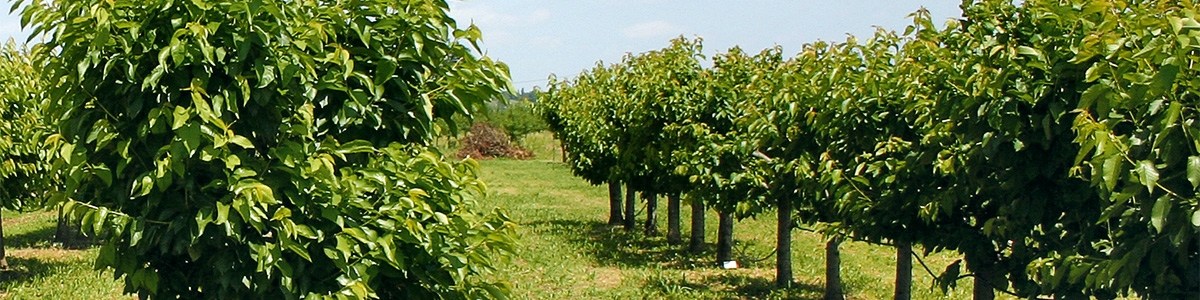 Le projet THERMOFRUIT évalue la faisabilité