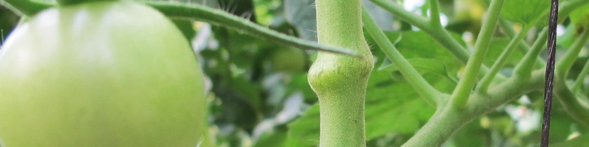 Behaviour and distribution on tomato crops