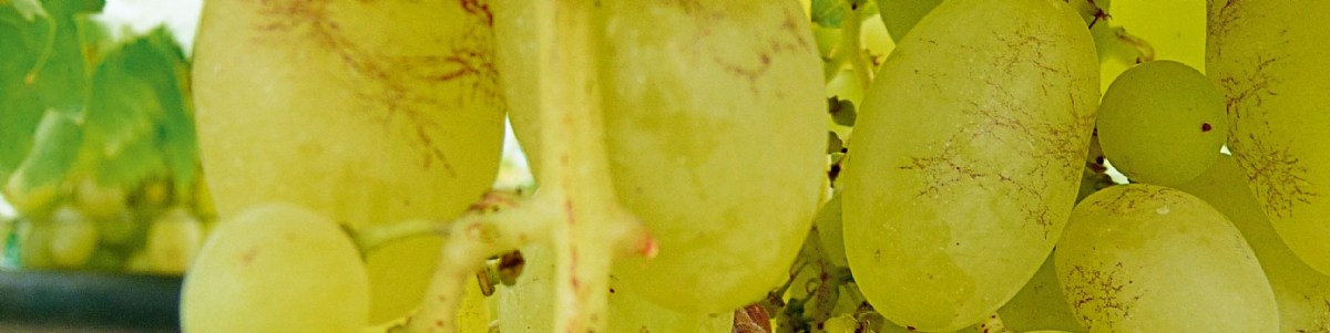 Un complément adapté dans la protection de la vigne ?