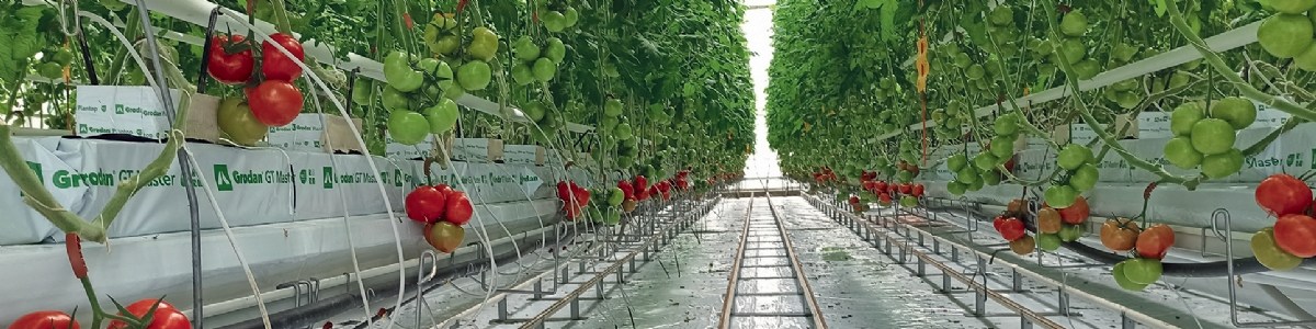 Quelle contribution l'aspiration apporte-elle pour le contrôle des ravageurs en tomates hors sol ?