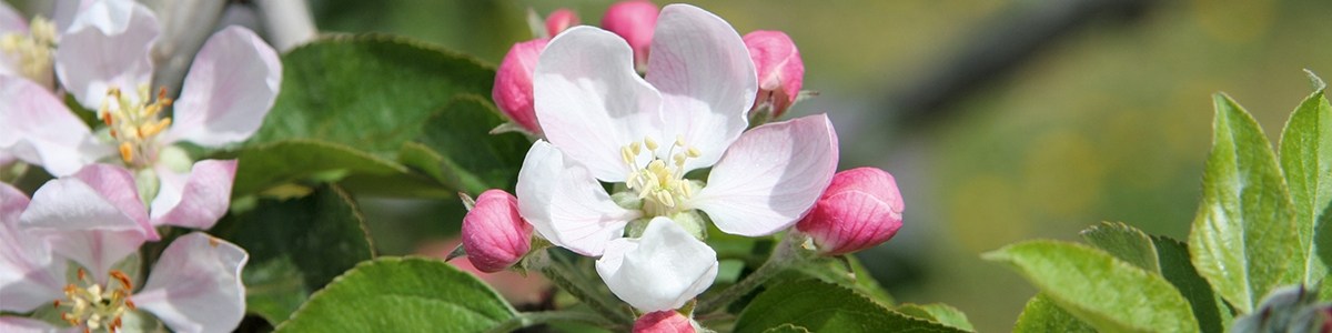 Prévoir les dates d'apparition des stades phénologiques du pommier