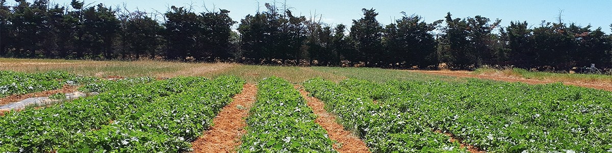 Innover pour réduire les pertes de nitrates