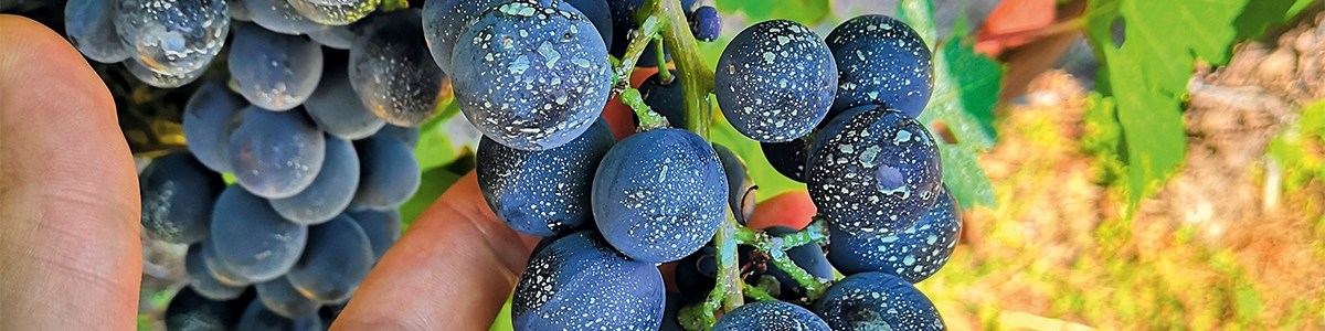 Préserver la qualité visuelle des grappes