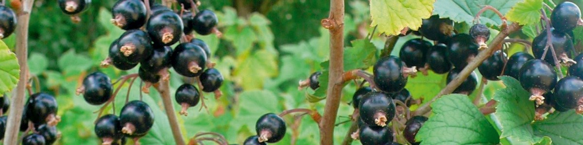 Les lâchers de coccinelles contre la cochenille blanche du mûrier