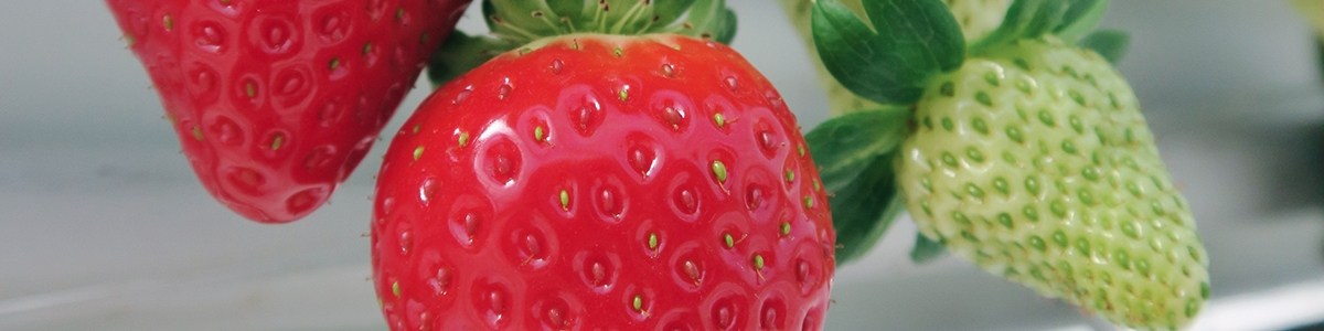 Quelles nouveautés en fraises hors-sol pour 2021 ?