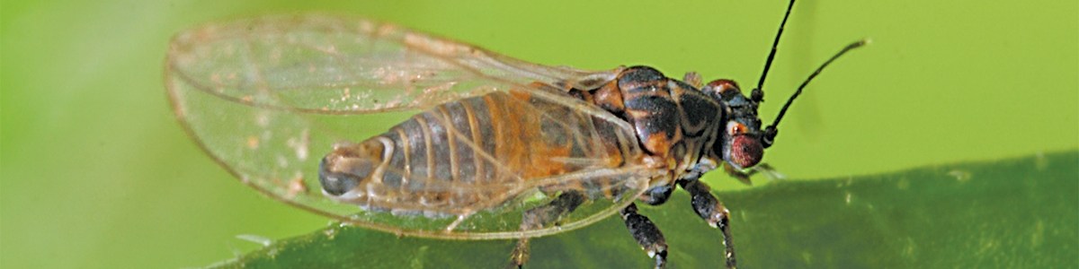 Un bioagresseur sous les feux de l'actualité