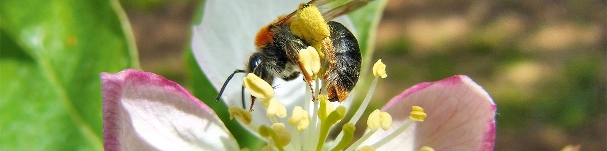 L'intérêt d'une méthode standardisée pour caractériser les insectes pollinisateurs