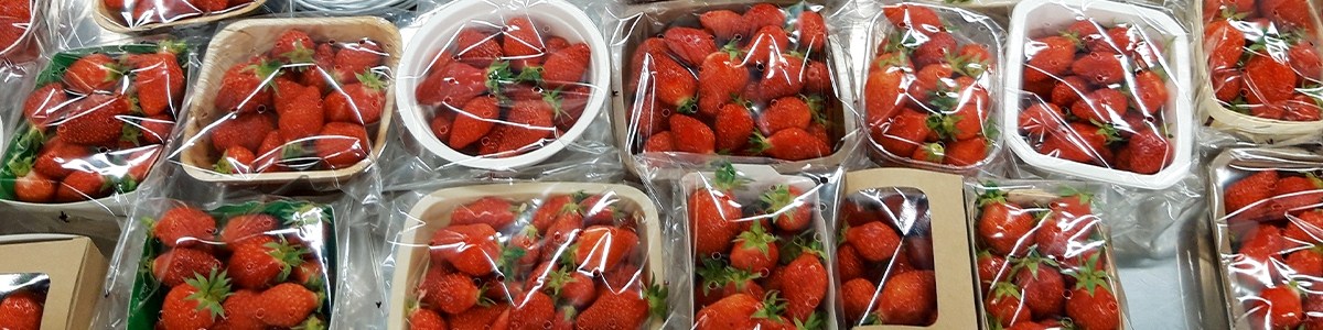 Tests on postharvest quality of strawberry