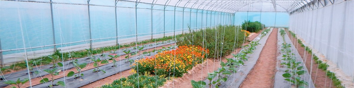 Protection des cultures d'aubergine contre les pucerons à l'aide de plantes-ressources et de plantes-banques