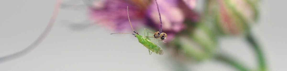 Accélérer l'installation de l'auxiliaire  Macrolophus pygmaeus  sur tomate