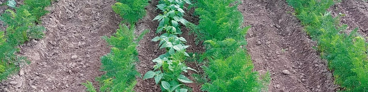 Protection intégrée des cultures de carotte contre les mouches