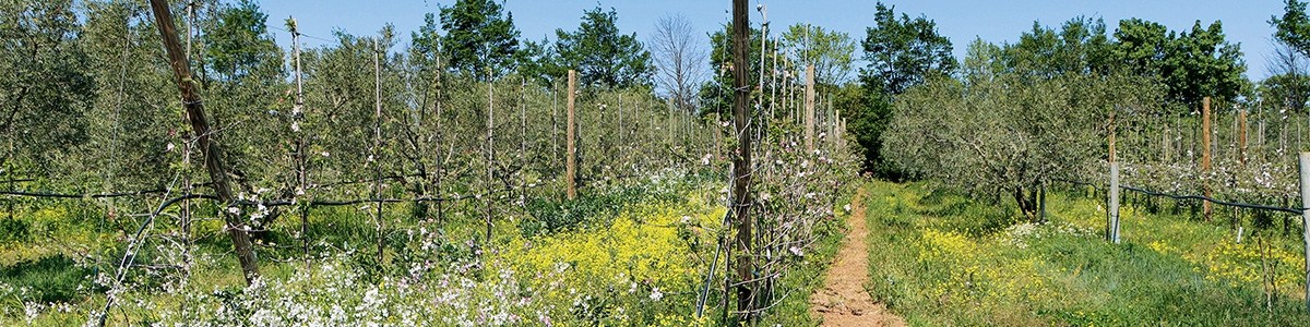 The alto project, towards pesticide-free tree fruit production