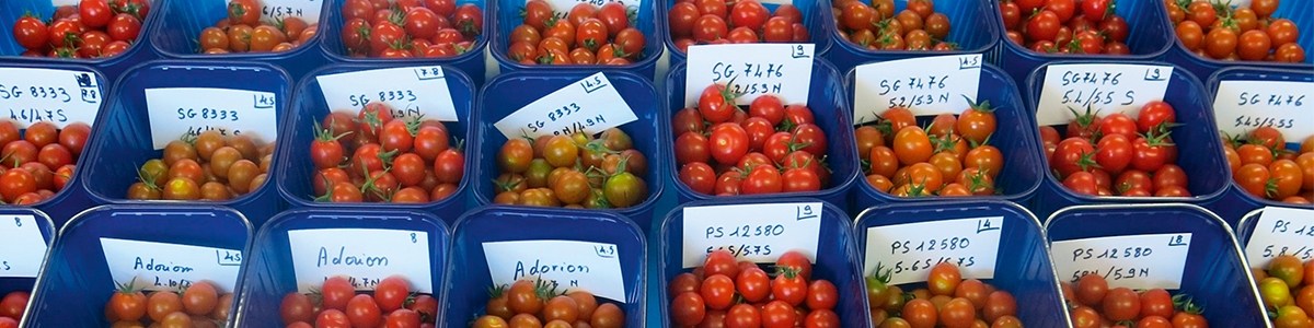 Variétés cerise ronde rouge : une offre variétale gustative