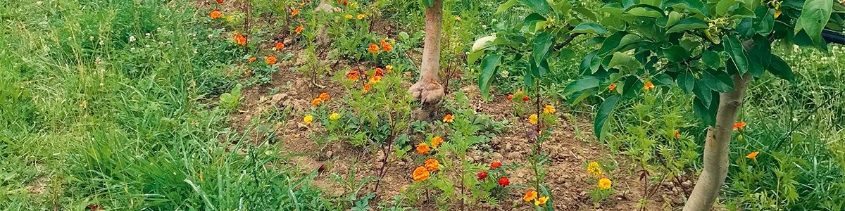 Maîtriser les pucerons des arbres fruitiers en limitant l'utilisation des insecticides