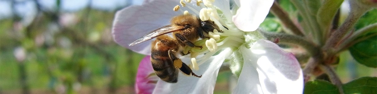 Flower structure influences honeybee foraging behaviour and hive needs