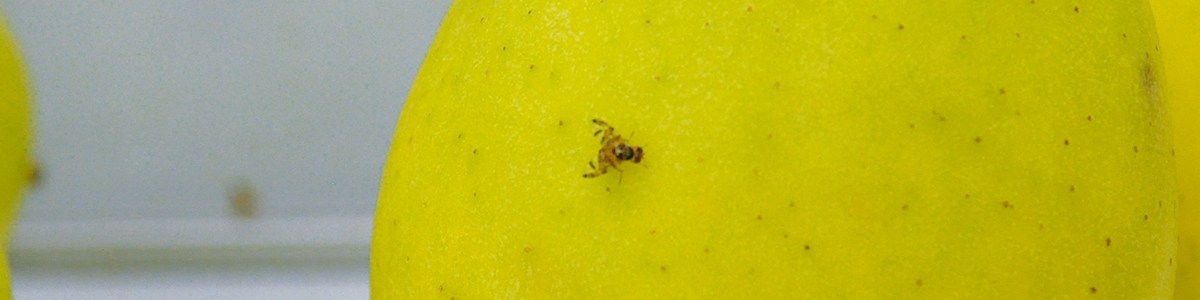 Effectiveness of a cold treatment against the mediterranean fruit fly