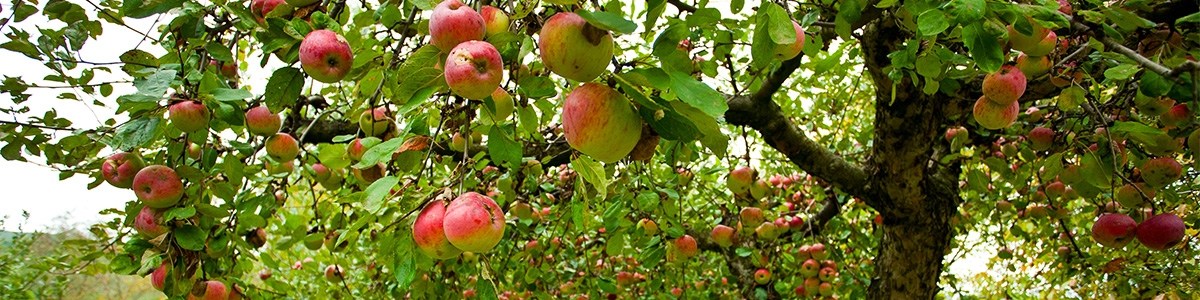 Un léger mieux sauf kiwi et pomme