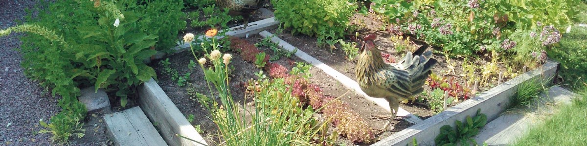L'impact des jardins familiaux sur les achats et la consommation de fruits et légumes frais