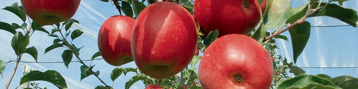 Une pomme qui s'adapte aux vergers 2D et 3D, en production fruitière intégrée et en agriculture biologique