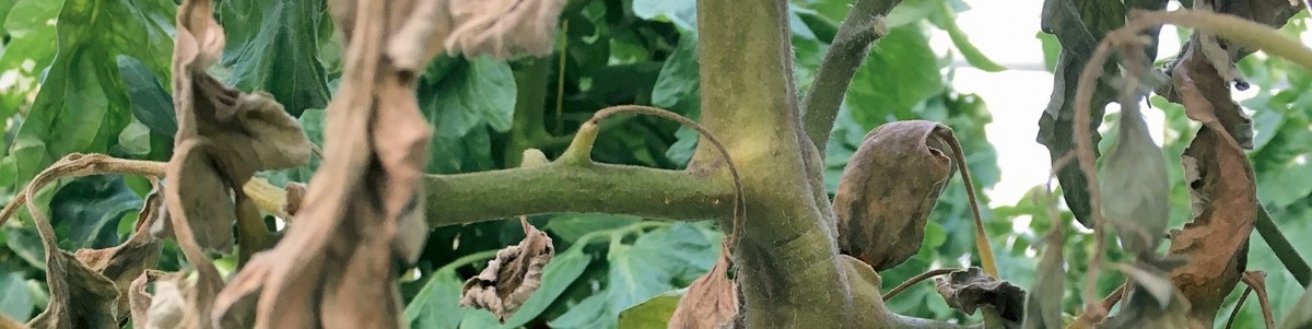 Un nouvel acarien prédateur pour contrôler l'acariose bronzée de la tomate