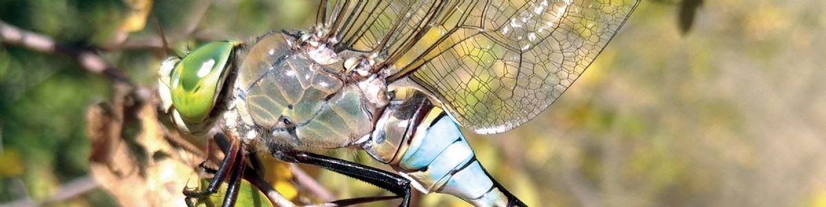 Dragonflies, are they new beneficial insects?