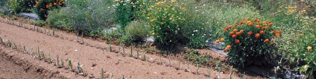 Des voies pour réduire l'utilisation de produits phytopharmaceutiques