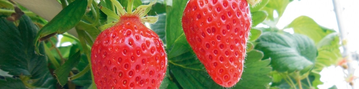 Gain de productivité pour les nouveaux cultivars de fraise évalués