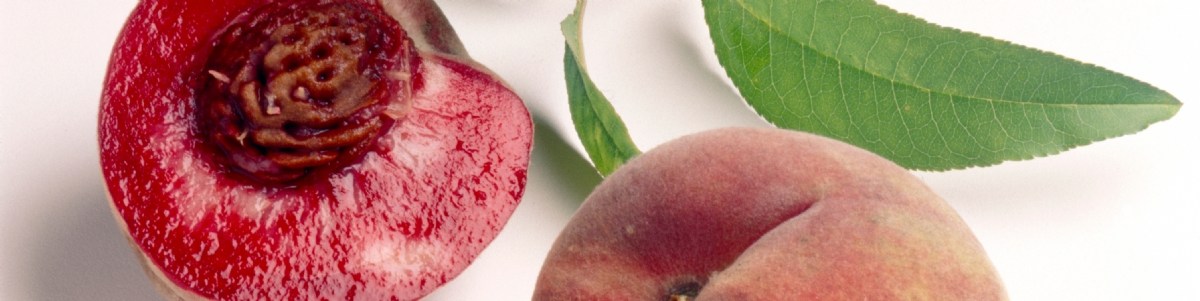 Qualité nutritionnelle de quelques variétés de pêches à chair sanguine ( Prunus persica L.  batsch)