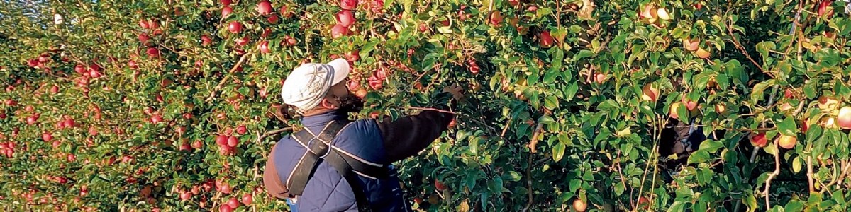 Analyse de chantiers de récolte de pommes pour prioriser les actions de robotisation