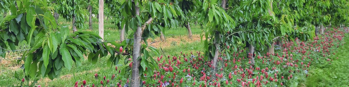 Enquête nationale sur l'utilisation des plantes de services par les arboriculteurs