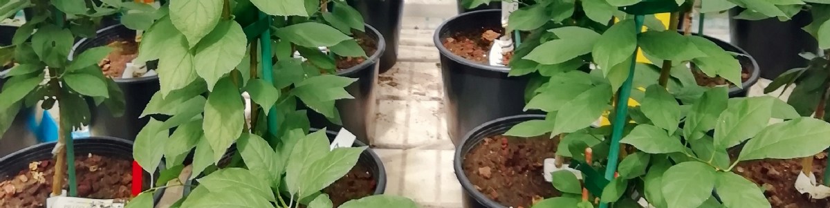 Identifier des variétés de prunier et d'abricotier sensibles à l'enroulement chlorotique de l'abricotier