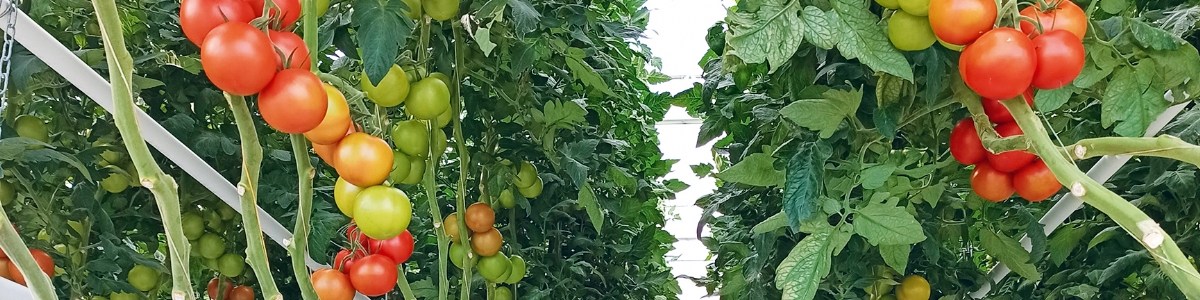 Variétés de tomate et résilience face à la diminution du taux de CO 2