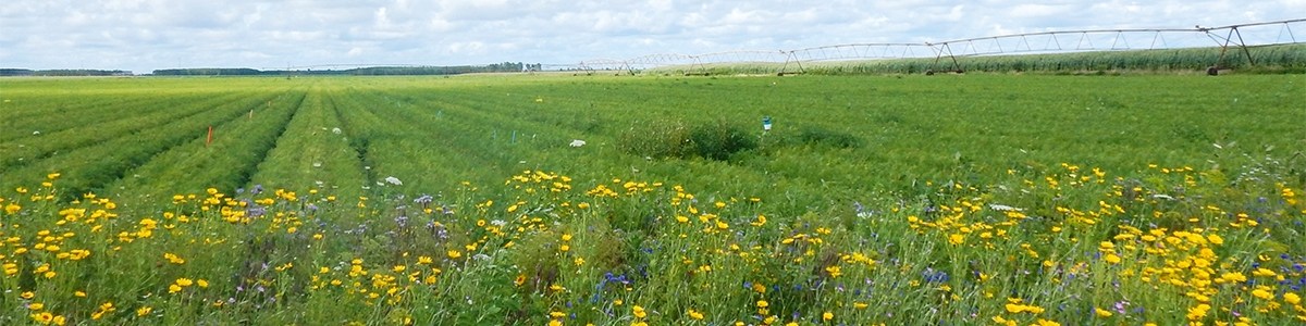 Combiner les leviers techniques pour moins recourir aux produits phytosanitaires