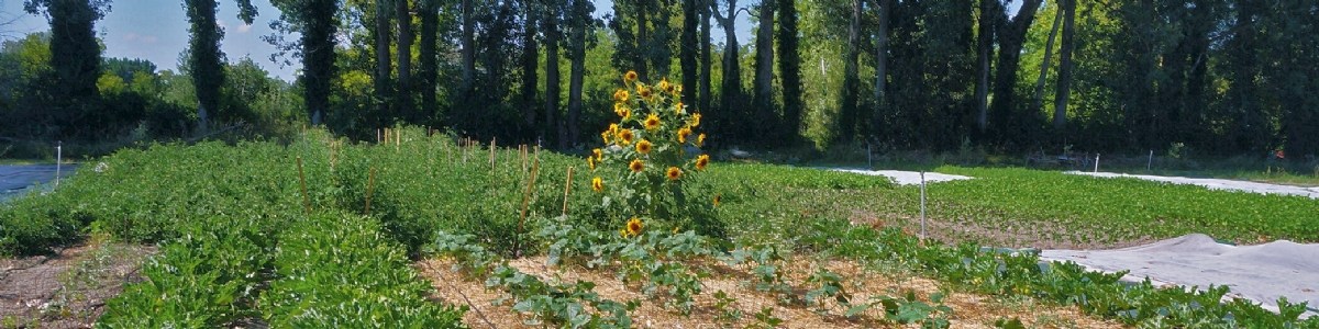 Performance environnementale de fermes maraîchères en agriculture biologique