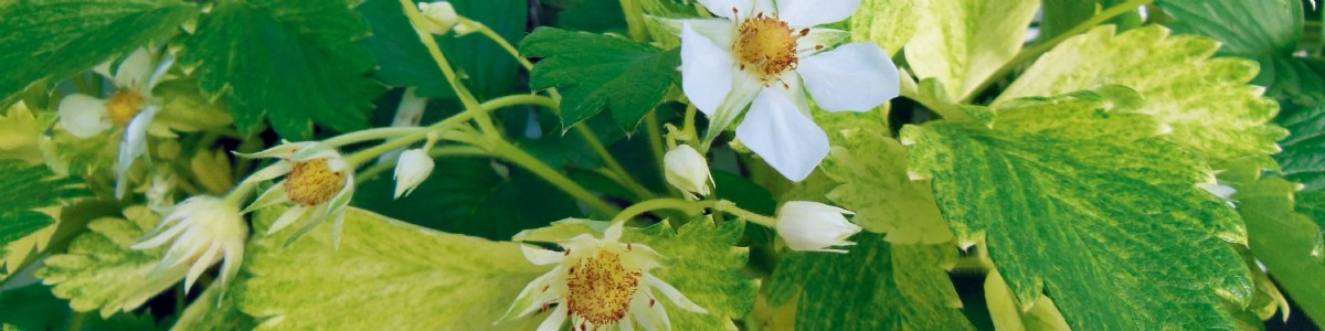 Gariguette, une variété trop variable pour identifier la jaunisse sur fruit