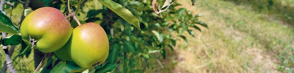 Réduction des produits phytosanitaires en arboriculture