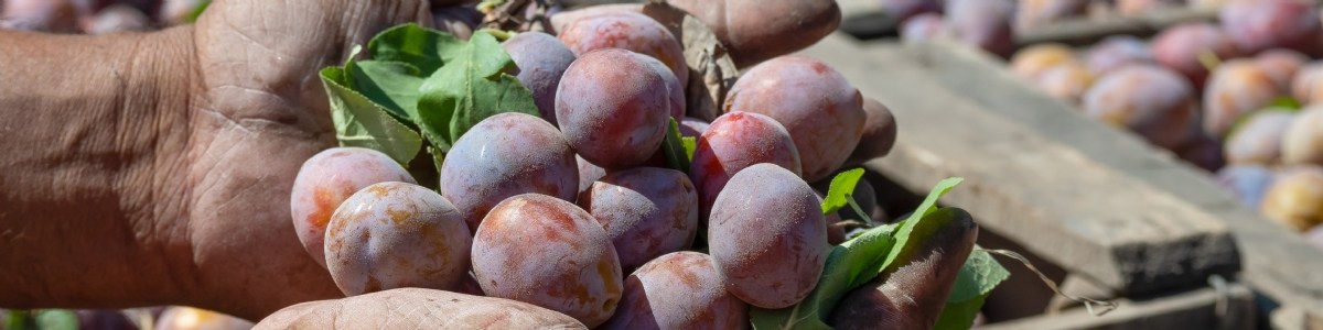 Malgré le gel de printemps, les exploitations fruitières enregistrent des résultats positifs