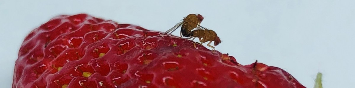 Premier succès pour le projet SuzuKIISS:ME pour lutter contre  Drosophila suzukii