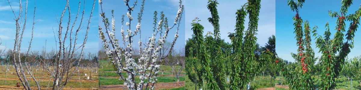 Saisonnalité du diagnostic des virus et viroïdes des arbres fruitiers