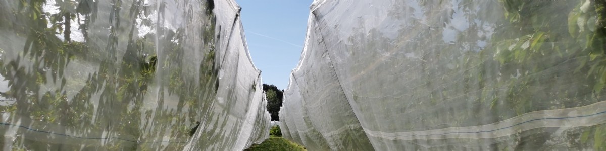 Tester la durabilité et l'efficacité des filets monorang insect-proof sur cerise