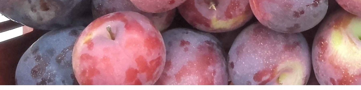 Optimisation de la qualité des prunes américano-japonaises, du verger au consommateur Optimisation de la qualité des prunes américano-japonaises, du verger au consommateur