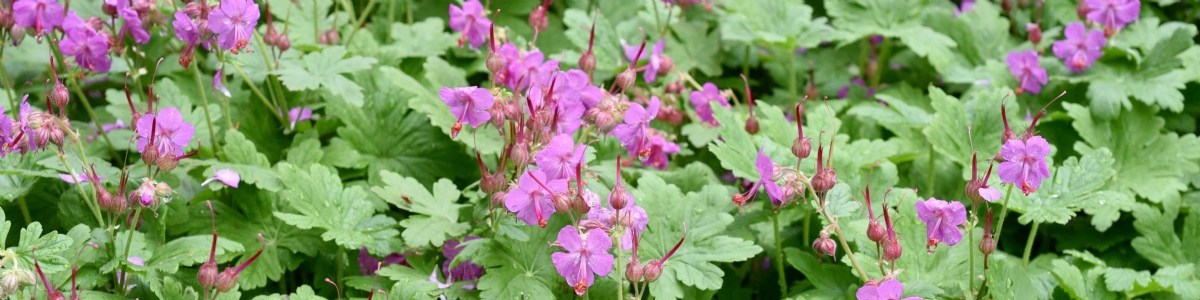 Des plantes compagnes pour introduire les punaises prédatrices en culture 