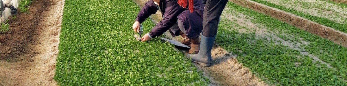 Des micro-organismes biostimulants pour refertiliser le sol après une désinfection