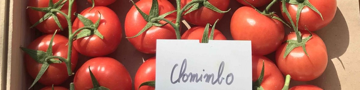Tomate grappe : de nouvelles variétés arrivent ! 