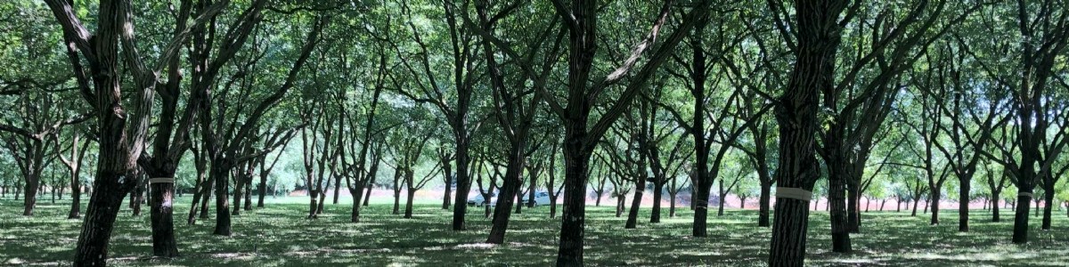 Confrontation entre carpocapses stériles et fertiles dans les vergers de noyers 