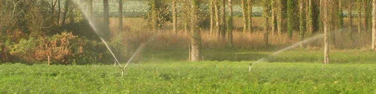 Carotte de frais : besoins hydriques, pratiques actuelles d'irrigation et pistes d'évolution 